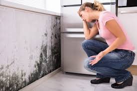 Best Environmental Consulting for Mold Prevention  in Caldwell, OH